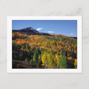 "Mt. Baldy - Aspen Träd-flöde" Vykort