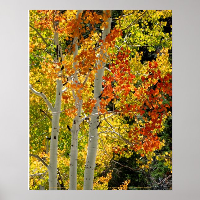 Mt. Charleston NV Hösten Aspen 16" x 20" Poster (Framsidan)