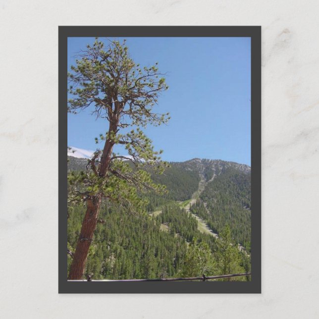Mt Charleston-vykort Vykort (Framsida)