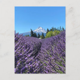 Mt Hood Oregon Vykort