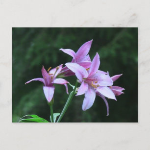 Mt Jefferson Oregon Flora Flower Botany Wildblomma Vykort