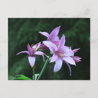 Mt Jefferson Oregon Flora Flower Botany Wildblomma Vykort