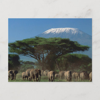 Mt.Kilimanjaro-elefanter Vykort