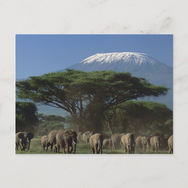 Mt.Kilimanjaro-elefanter Vykort (Framsida)