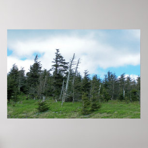 Mt. Mitchell I Poster