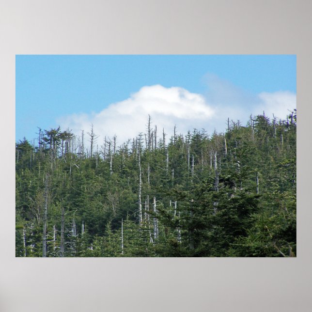 Mt. Mitchell II Poster (Framsidan)