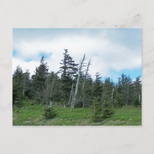 Mt. Mitchell Vykort
