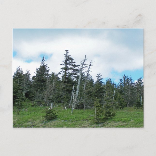 Mt. Mitchell Vykort (Framsida)