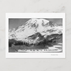 Mt. Rainier, WA Crossing Mazama Ridge on Horse Vykort