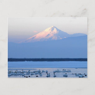 Mt. Shasta California Postcard Vykort