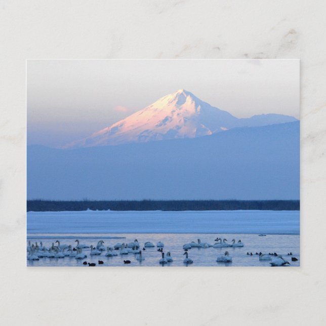 Mt. Shasta California Postcard Vykort (Framsida)