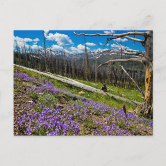 Mt. Washburn Vykort