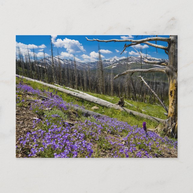 Mt. Washburn Vykort (Framsida)