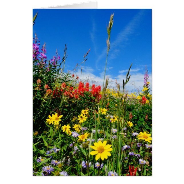 Mt. Wildblommor Hälsningskort (Framsidan)