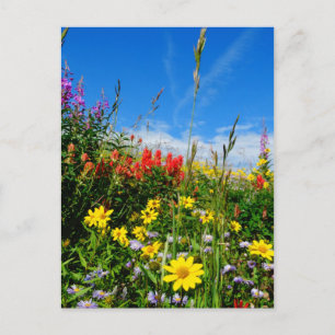 Mt. Wildblommor Vykort