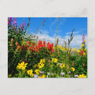 Mt. Wildblommor Vykort