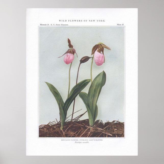 Mtillfällig blomma; Stemless Dam-Slipper Poster (Framsidan)