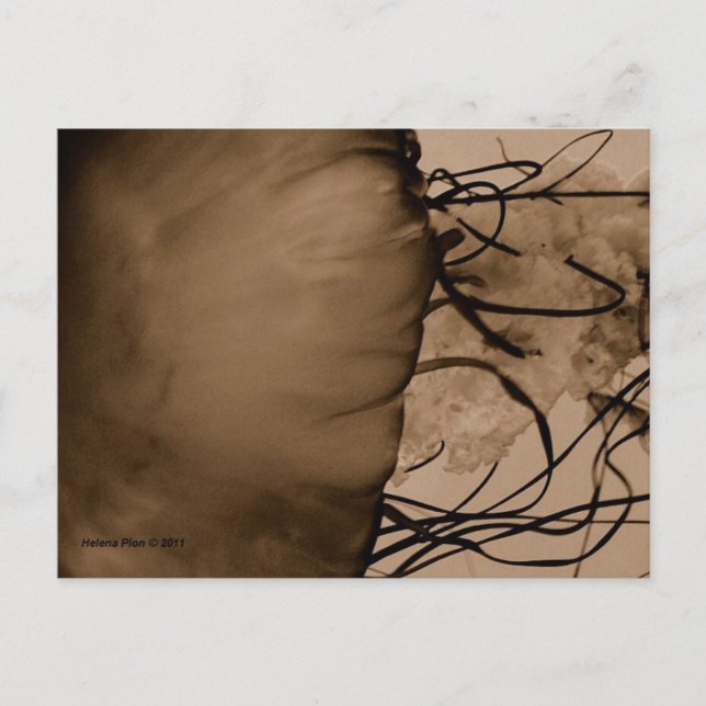 MTV 5 VYKORT (Framsida)