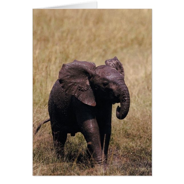 Muddy Baby Elephant Hälsningskort (Framsidan)
