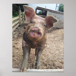 Muddy Gris Poster Funny