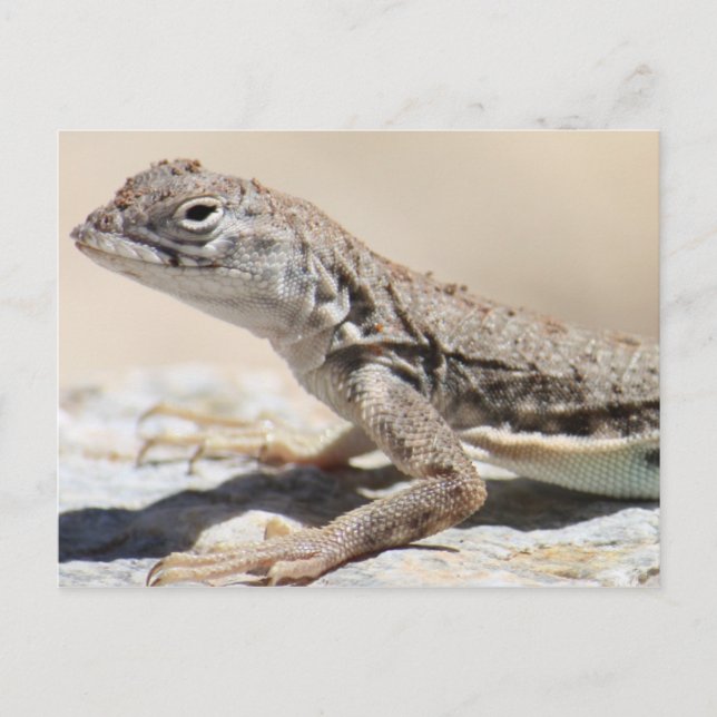 Muddy Lizard Postcard Vykort (Framsida)