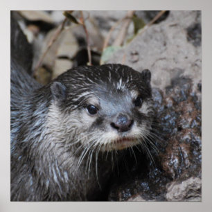 Muddy Otter Poster