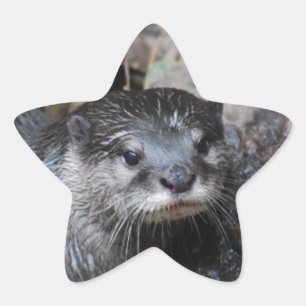 Muddy Otter Stjärnformat Klistermärke