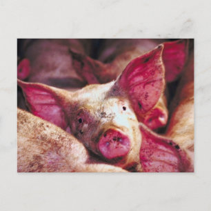 Muddy Piglet Vykort