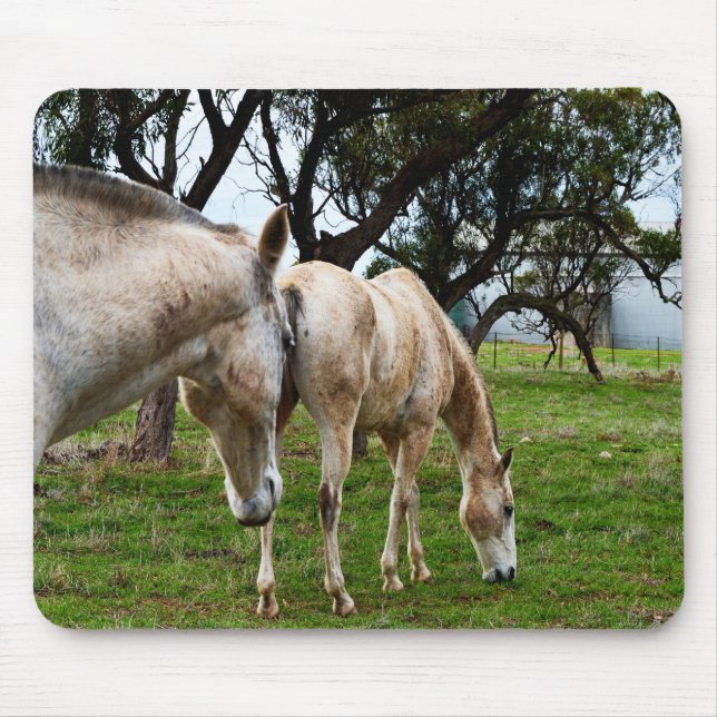Muddy White Horses Musmatta (Framsidan)