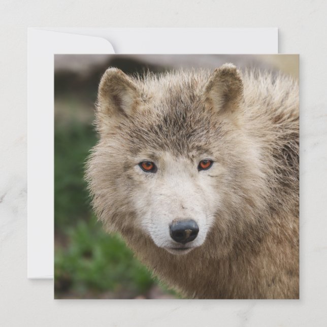 Muddy White Varg (Framsida)