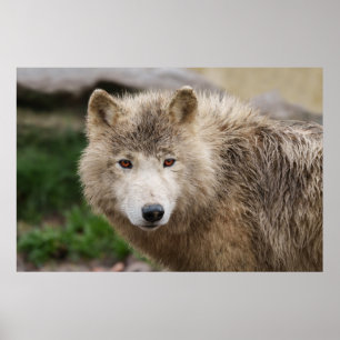 Muddy White Varg Poster