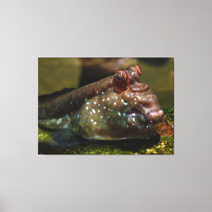 Mudskipper Amphibious fisk Oxudercinae Canvastryck