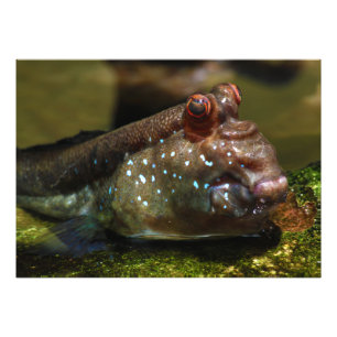 Mudskipper Amphibious fisk Oxudercinae Fototryck