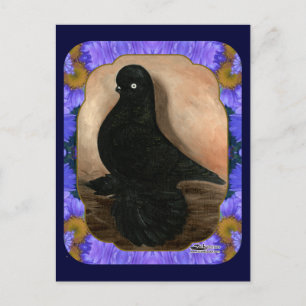 Muffed Tumbler Pigeon Framed Vykort