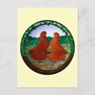 Muffed Tumbler Pigeons2 Vykort