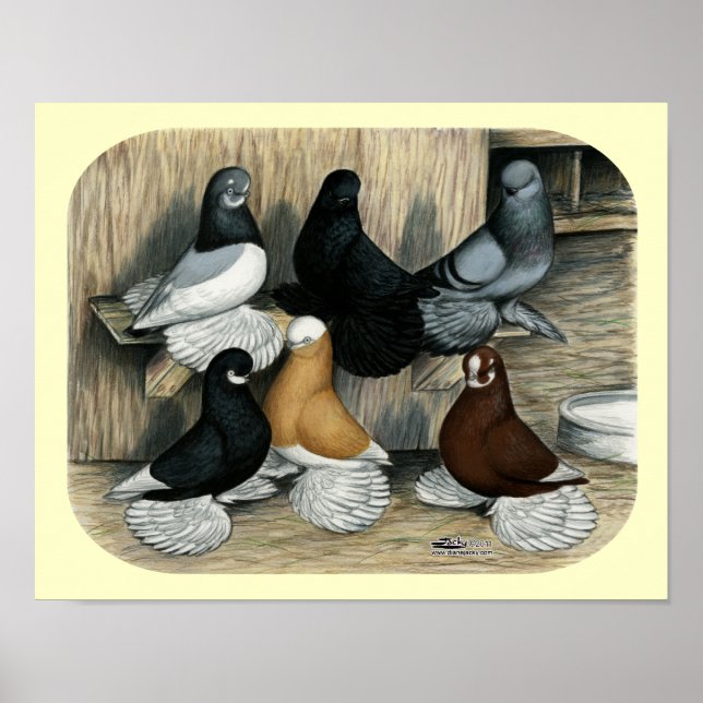 Muffed Tumbler Pigeons Poster (Framsidan)