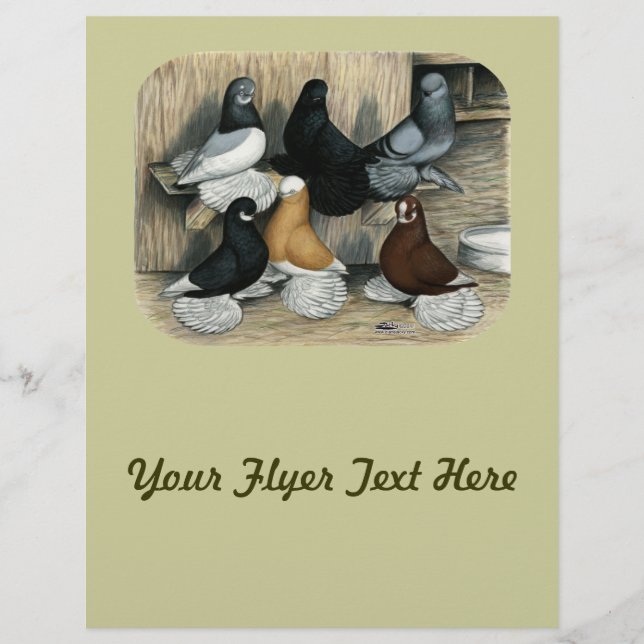 Muffed Tumbler Pigeons Reklamblad (Framsidan)