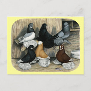 Muffed Tumbler Pigeons Vykort