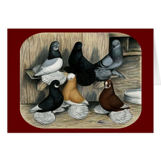 Muffed Tumblerduvor OBS Kort (Framsidan Horizontal)