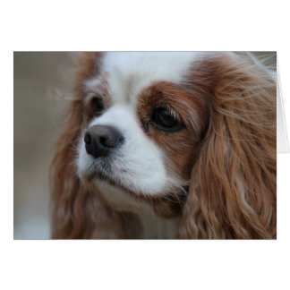 Muffin a Blenheim Cavalier Kung Chalres Spain. Hälsningskort