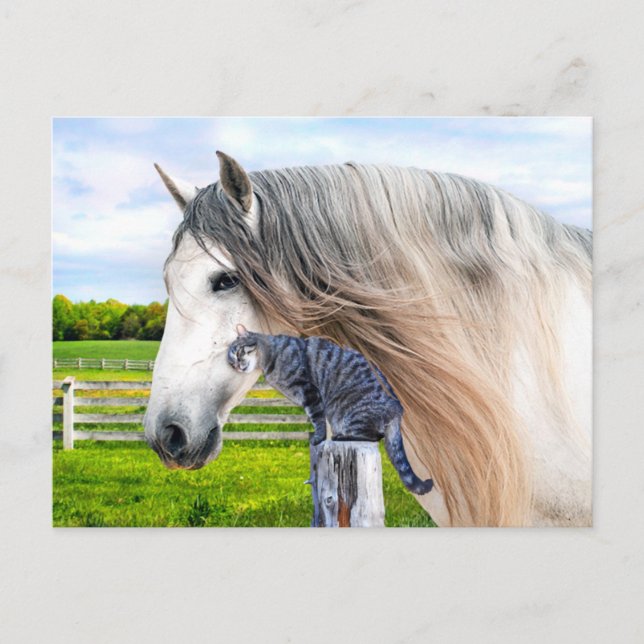 "Muffin & Saraband" Vykort (Framsida)