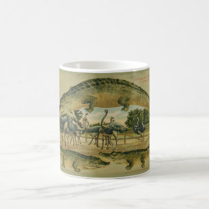 Mugg 1905 för Florida alligatorgräns