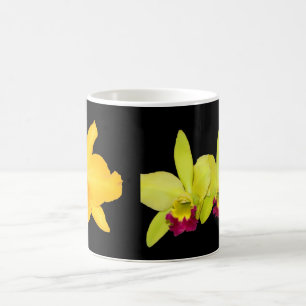 MUGG Cattyleyas, två variationer