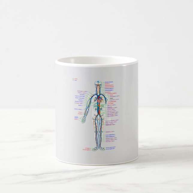MUGG Diagram Human cirkulationssystem Arterier (Center)