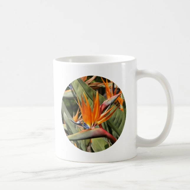 Mugg fågel av paradiset (Höger)