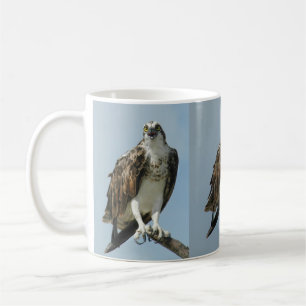 Mugg för kaffe för tre fiskgjusehökbilder