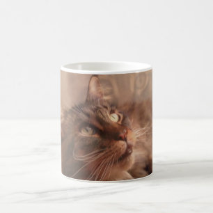 Mugg för Maine Coonkaffe