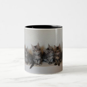 Mugg för Maine Coonkattungar