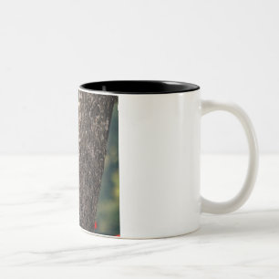 Mugg för Pileated hackspettkaffe
