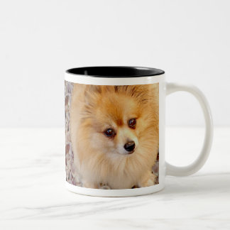 Mugg för Pomeranian hundkaffe